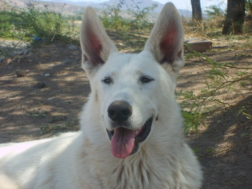 Su nombre es COPITO, es un PASTOR BLANCO SUIZO, genéticamente es un pastor alemán pero de color blanco.
ES hermoso. fuerte y cariñoso.